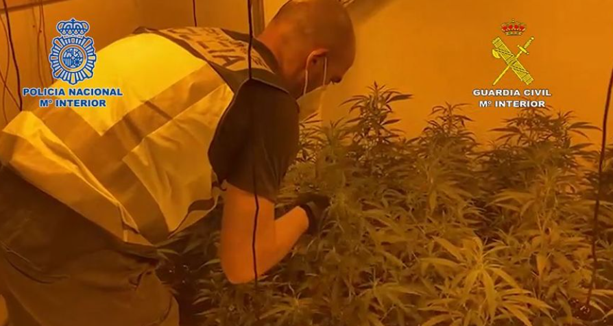 Drug cultivation, 15 Albanians arrested in Spain