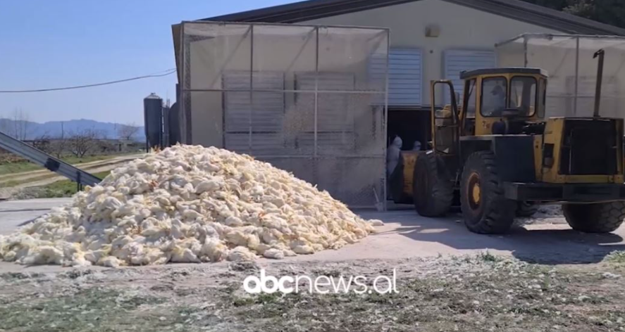Thousands of chickens died in Durres, prosecution launches investigations