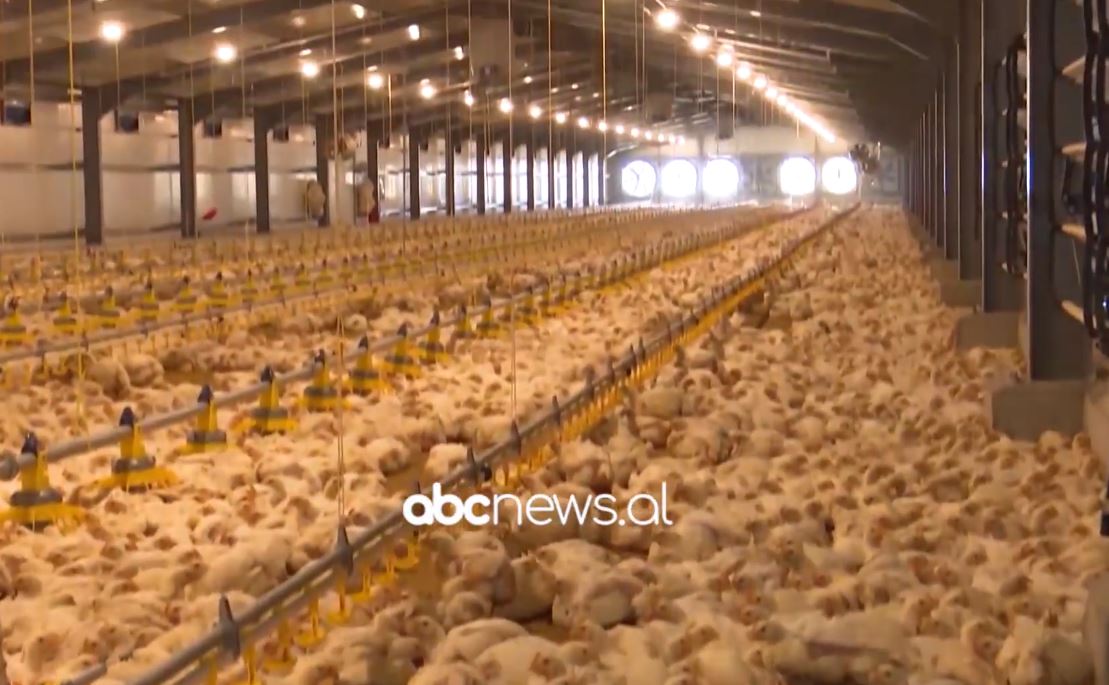 Sëmundja e pulave: Pakësohet prodhimi vendas me 30%, nuk ndikon në shëndet