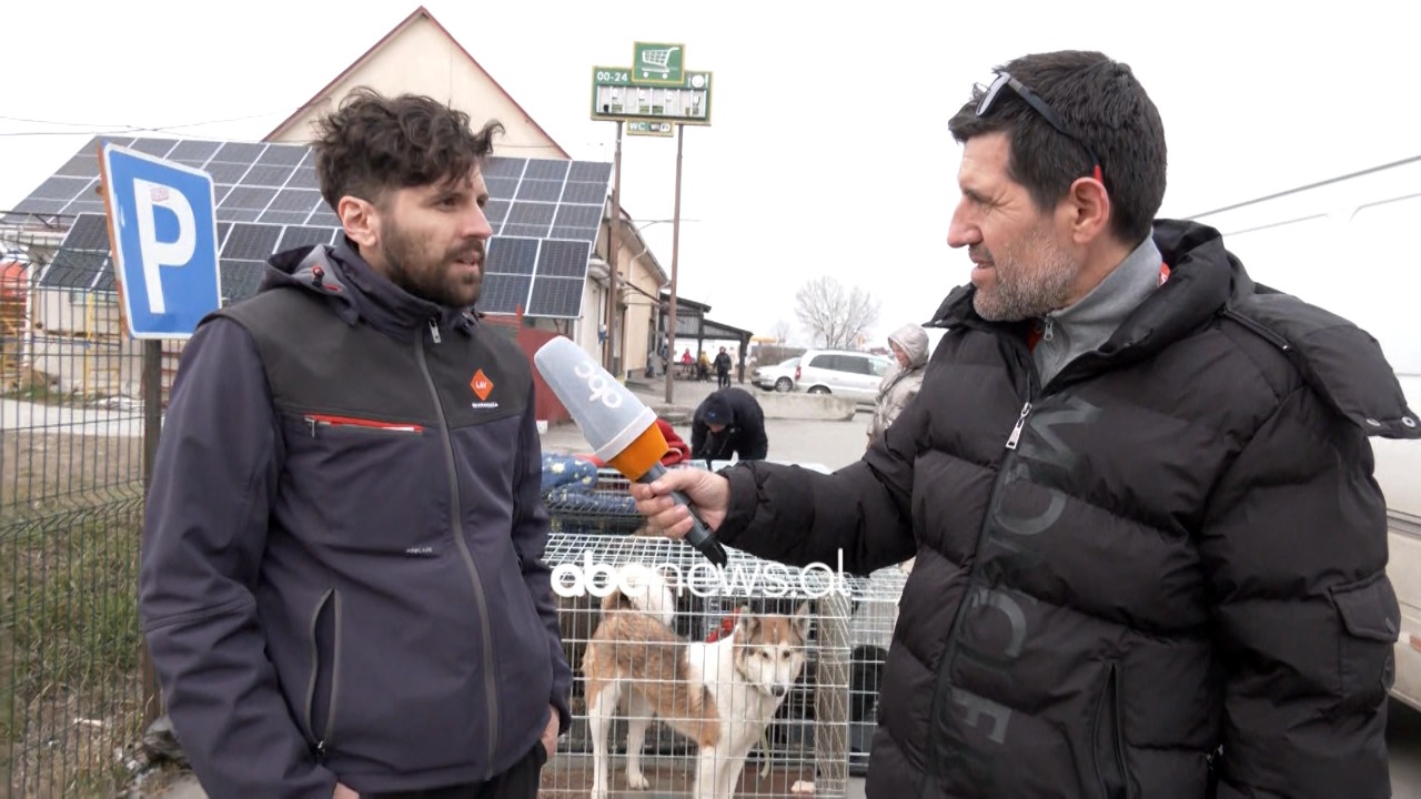 Jo vetëm qytetarët, vullnetarët italianë për ABC: Kafshët njëlloj viktima lufte në Ukrainë, do të shpëtojmë sa më shumë