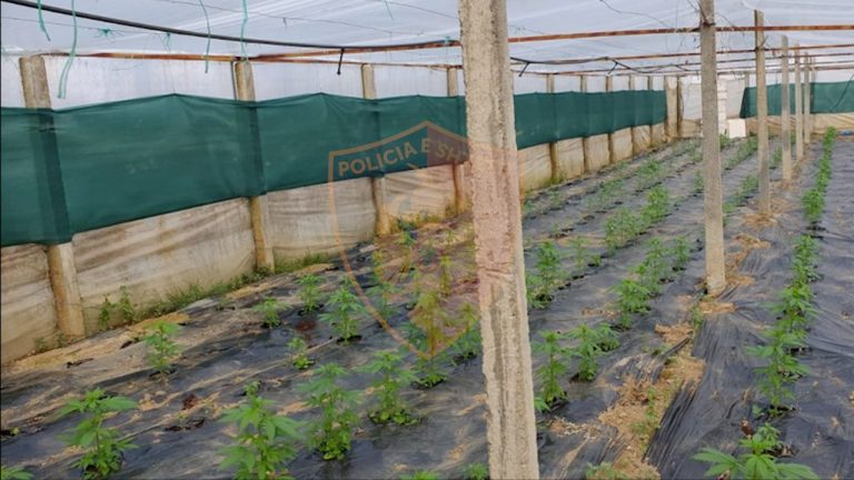 2600 fidanë kanabis në një serë, në pranga babë e bir në Vaun e Dejës