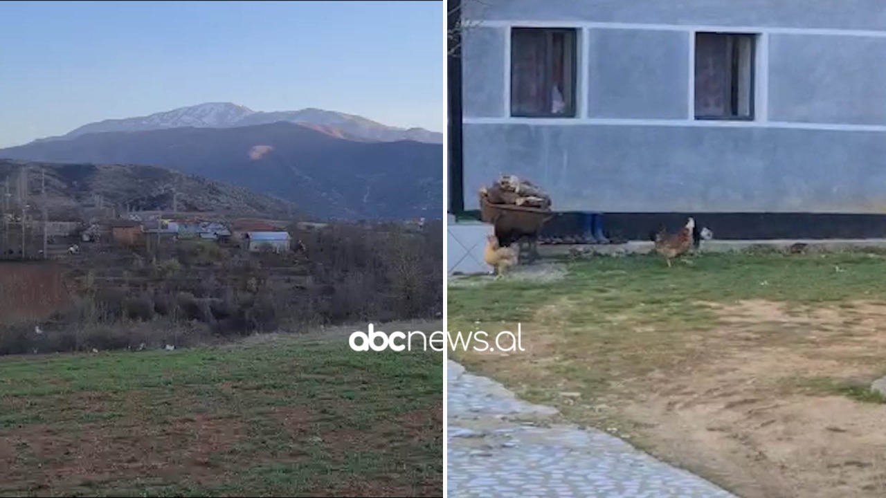 Zgjerohet vatra e gripit të shpendëve në Dibër, vetëm një pronari i kanë ngordhur 600 pula