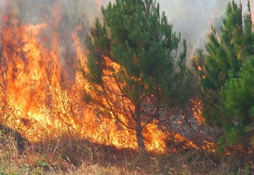 I vuri zjarrin pyllit, shpallet në kërkim 62-vjeçari në Tropojë