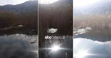 Konfirmohet gripi i shpendëve te pelikanët në zonën e Prespës