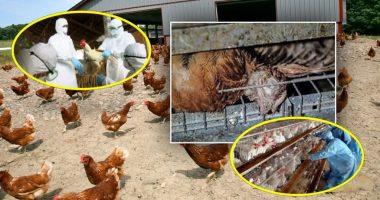 Gripi i shpendëve, groposen 25 pula në Vlorë