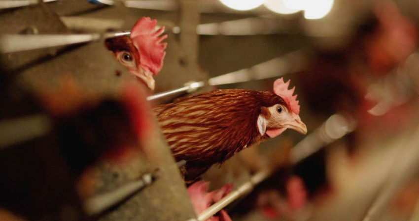 Shtohet misteri, 500 mijë pula të ngordhura në Durrës, Ministria e Bujqësisë: Nuk është grip shpendësh