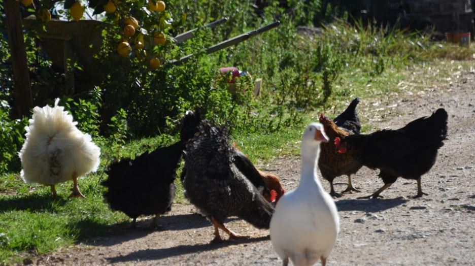 Nami në Greqi, hajdutët boshatisin kotecin, vjedhin 80 pula, pata dhe gjela deti