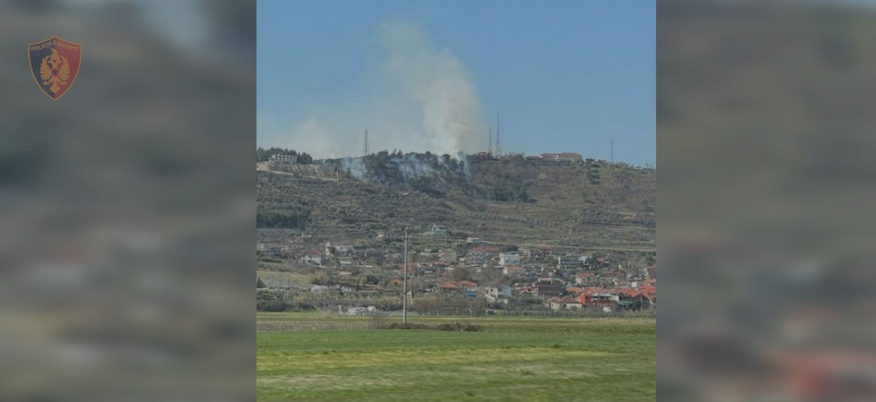 Dogjën 3 mijë pemë Paulonja dhe 1 hektarë me  pisha në Fier e në Lushjnë, arrestohen 2 persona