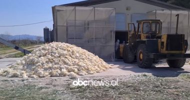 Mijëra pula të ngordhura në Durrës, prokuroria nis hetimet