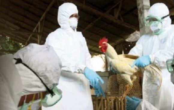 Ish-ministri i Bujqësisë: Gripi mund të shfarosë shpendët në Shqipëri