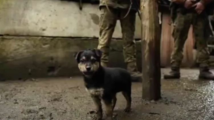 VIDEO/Ushtria ukrainase shpëton qenushin dhe mban pranë si simbol fatsjellës