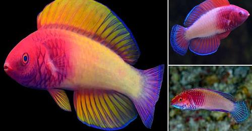 Zbulohet peshku i rrallë që duket si një ylber