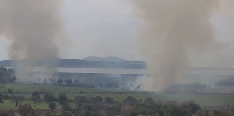 Flakët e zjarrit djegin pemët e ullinjve në Vlorë