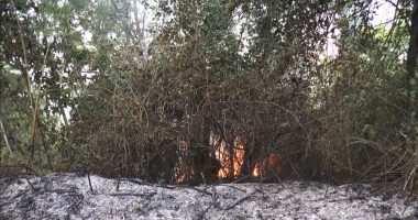 Vuri zjarrin në kullota por u dogjën edhe pyjet, arrestohet një person në Tiranë