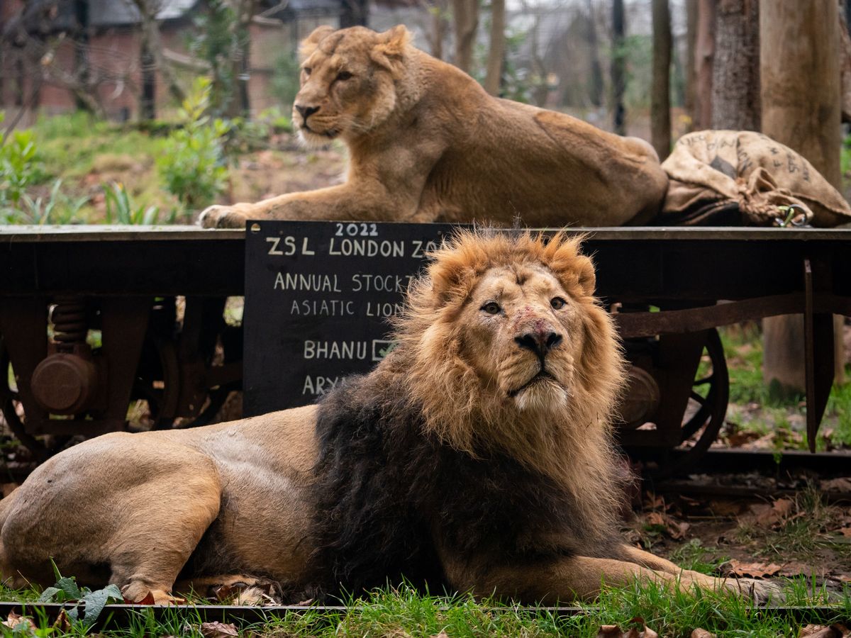 Kopshti zoologjik më i vjetër në botë feston 194-vjetorin