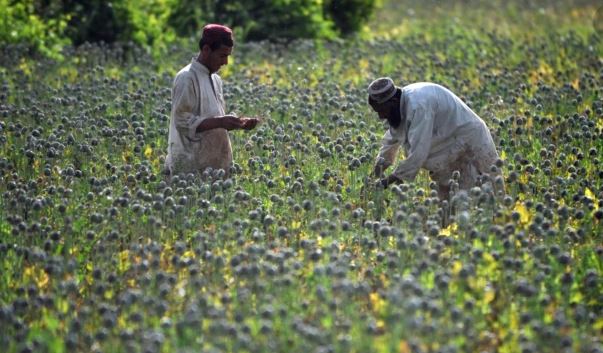 Fermerët afganë pas ndalimit të opiumit: “Si do t’i ushqejmë fëmijët?”