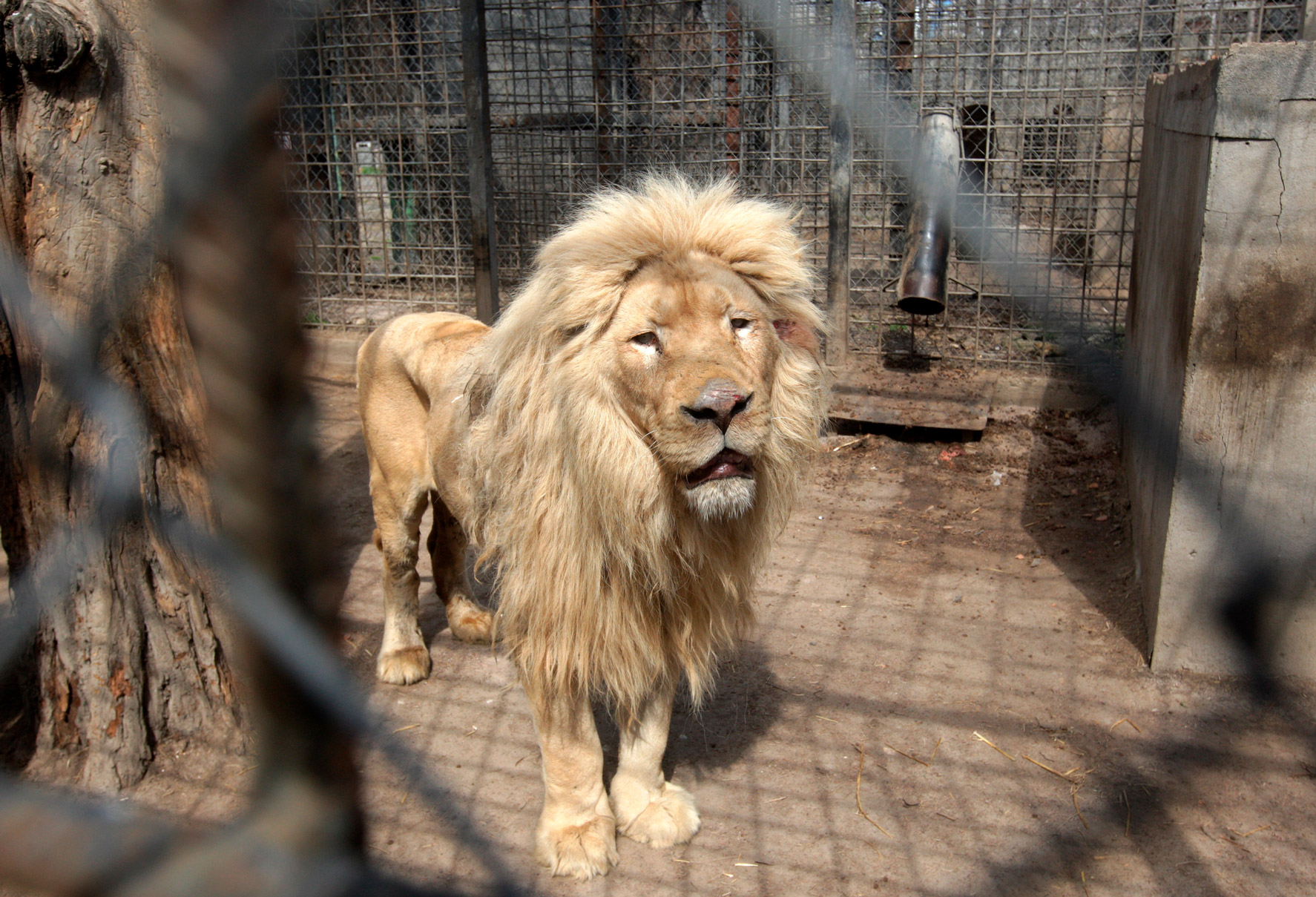 Gjenden të vrarë 2 punonjës të kopshit zoologjik në Kharkiv, qëndruan për të ushqyer kafshët