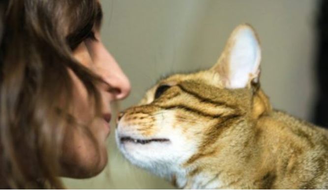Mësoni arsyen pse macja nuhat fytyrën tuaj