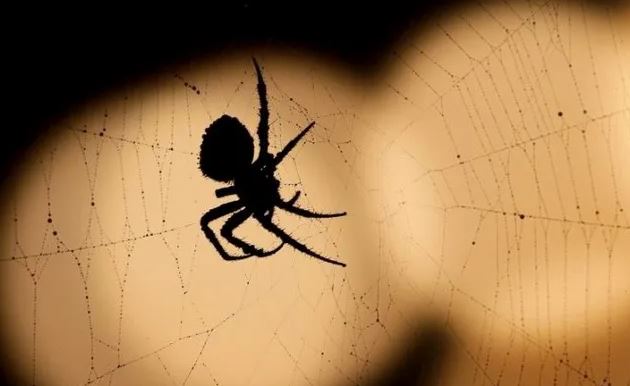 Pse kemi frikë nga merimangat