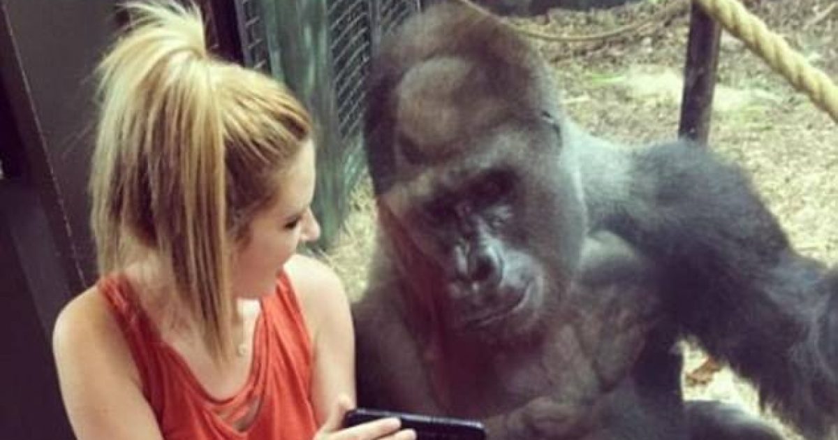 Gorilla e varur nga celularët, kopshti zoologjik iu ndalon vizitorëve të bëjnë fotografi