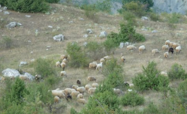 Po kulloste bagëtitë, i moshuari nga Klosi  bie nga lartësia