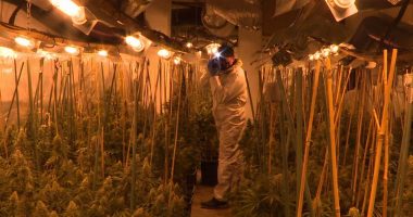 Spanja “parajsa” për kultivimin e marijuanës, shqiptarët ndër “pronarët” kryesor