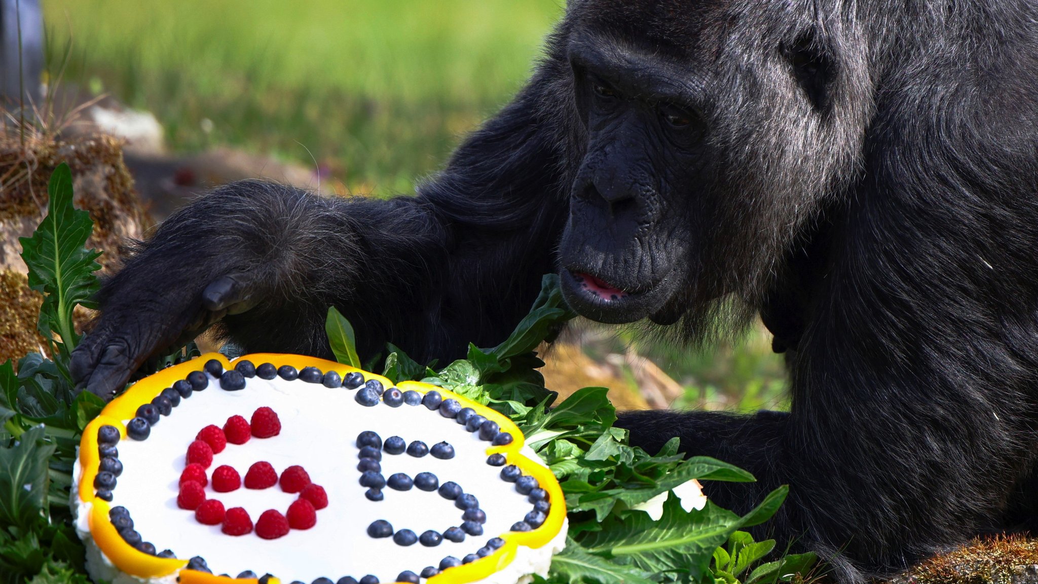 Gorilla më e vjetër në botë mbush 65 vjet, Kopshti Zoologjik i Berlinit organizon festë