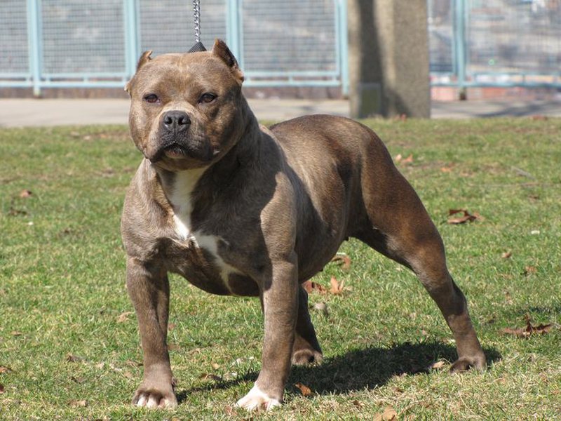 Dy qen “pitbull” shqyejnë gruan në Tiranë, arrestohet pronari