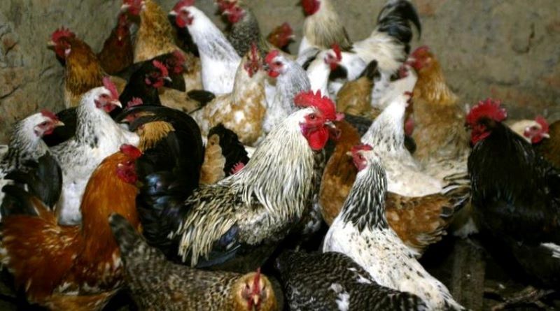 Kapet “banda” e hajdutëve të pulave në Belsh