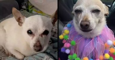 Chihuahua 21-vjeçe konfirmohet si qeni më i vjetër në botë