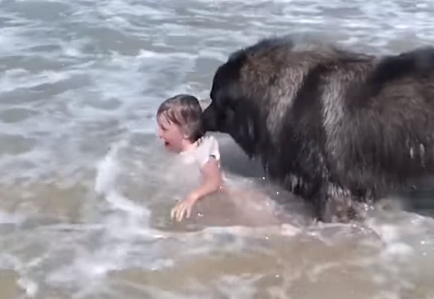 Video virale, momenti ku qeni përpiqet të shpëtojë vajzën e vogël nga dallgët në det