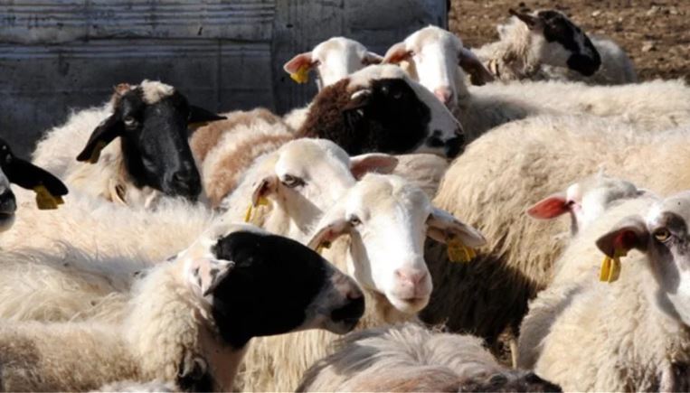 Hajdutët marrin “masat” për festën e Pashkës, vjedhin 20 qengja në Greqi