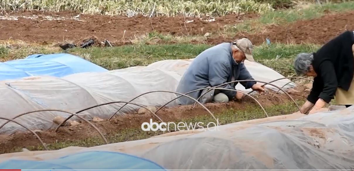 Qindra hektarë tokë pa sistem vaditës, Bashkia e Korçës hesht