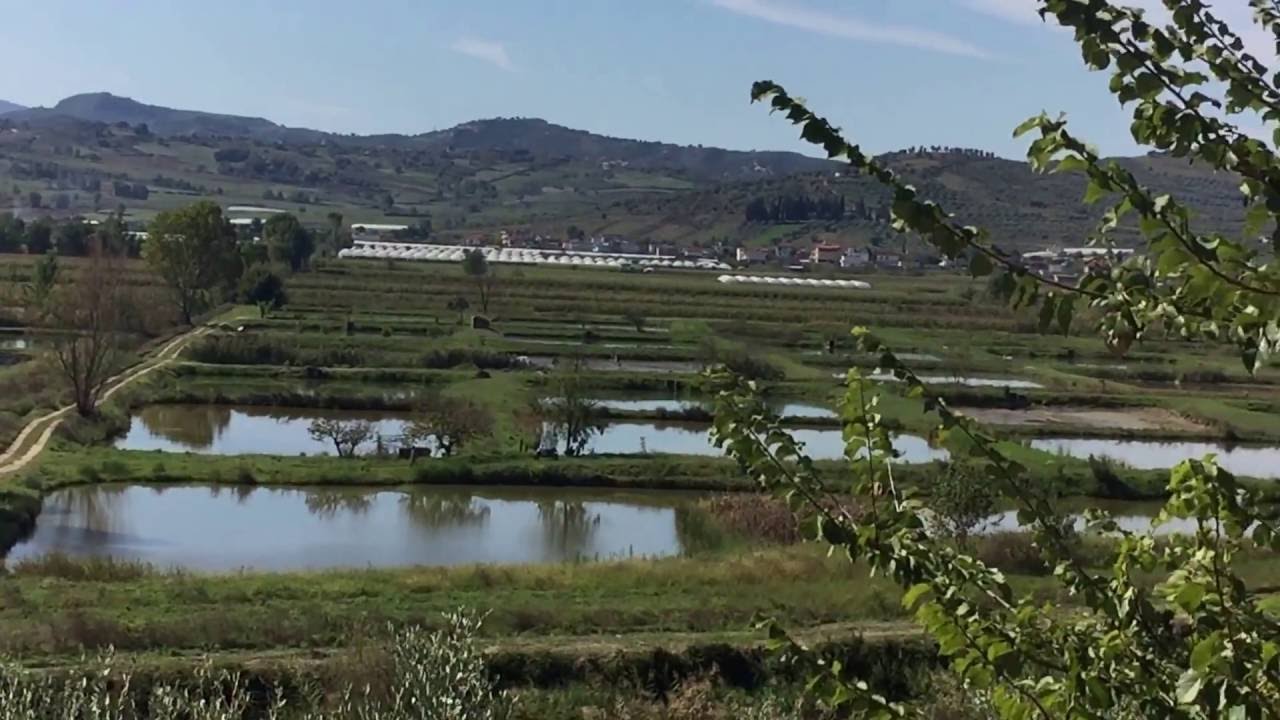 Ra në vaskat e peshkut, humb jetën fermeri në Roskovec