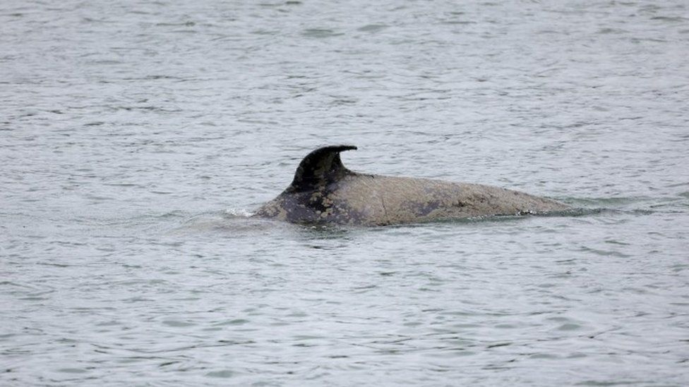 Përfundoi nga deti në lumë, gjendet e ngordhur balena në Francë