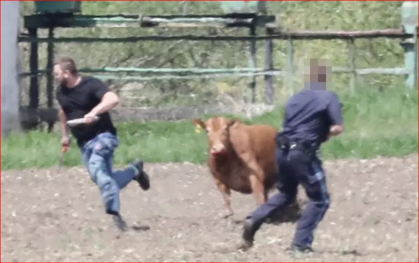 Lopët e tërbuara sulmojnë fermerët, policia vret dy prej tyre