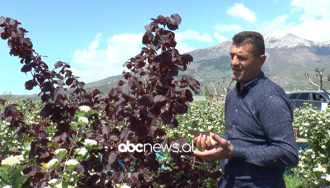 Aronia, bima amerikane që po kultivohet në Dibër