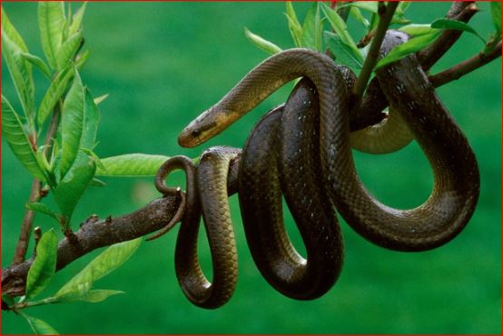 Gjarpri i veçantë “arratiset” nga kopshti zoologjik: Po shumohet në natyrë