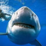 FOTO/ Zhytësi pozon pranë peshkaqenit më të madh në botë