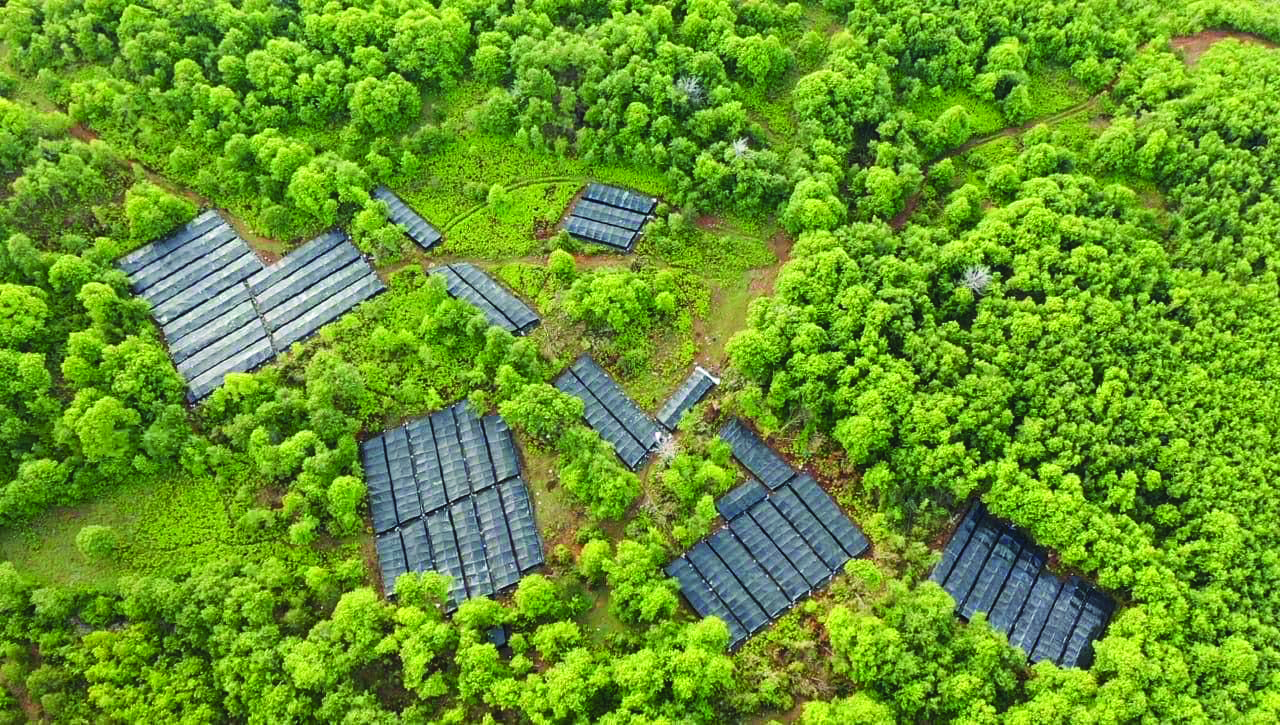 Ekonomia ilegale e kanabisit