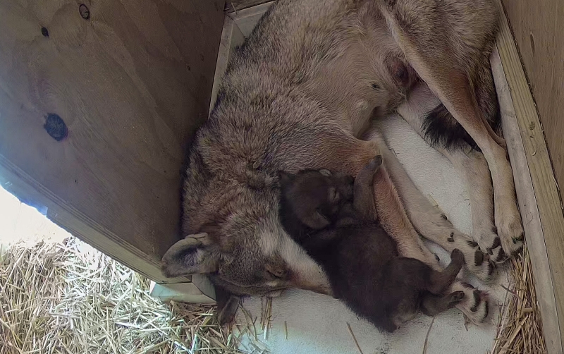 E rrallë/ Pas 17 vitesh, lind ujku më i rrezikuar në botë