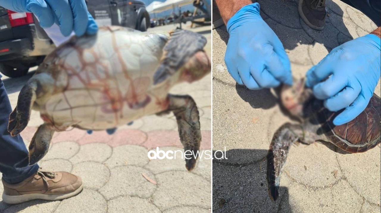 Gjendet e ngordhur breshka e rrallë në brigjet e Radhimës, ishte goditur nga helikat e motorëve ujor