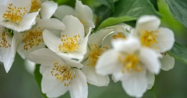 Njihet si “bima e lumturisë”, kjo lule lehtëson depresionin dhe emocionet negative