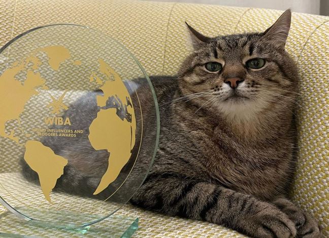 Macja bëhet e famshme në internet, ndihmon në mbledhjen e parave për kafshët në Ukrainë
