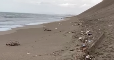 Pula të ngordhura në bregdetin e Shëngjinit, dyshimet e para