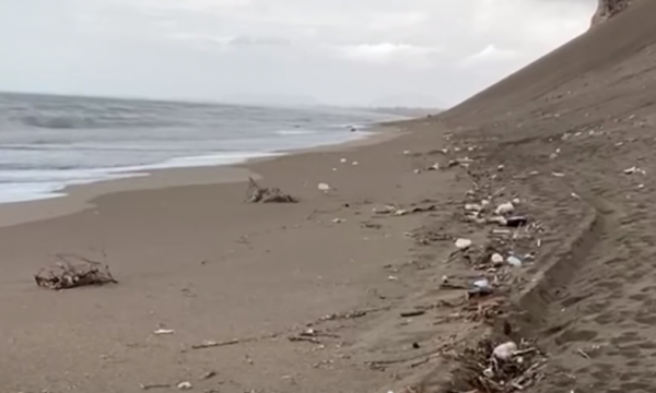 Pula të ngordhura në bregdetin e Shëngjinit, dyshimet e para