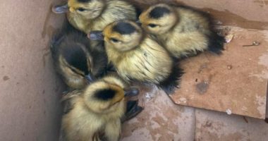 Zjarrfikësit shpëtojnë rosat që kishin rënë në fund të kanalit