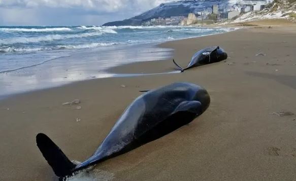Lufta shton numrin e delfinëve të ngordhur në Detin e Zi