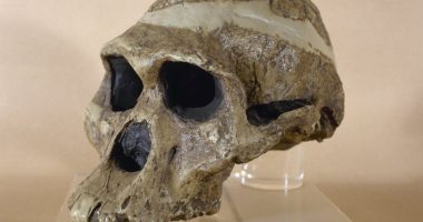 U gjetën në shpellë, mbetjet fosile të një gruaje të lashtë janë 1 milion vite më të vjetra se sa mendohej