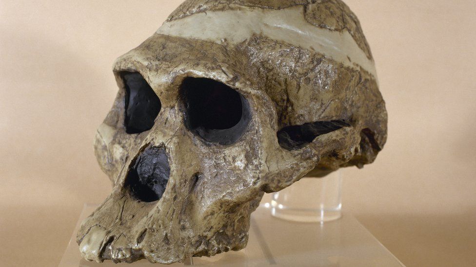 U gjetën në shpellë, mbetjet fosile të një gruaje të lashtë janë 1 milion vite më të vjetra se sa mendohej